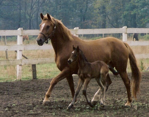 DAM of Isola Bela, ask for current pics