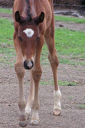 MSF ROCKY ROAD, 2006 Sport Horse gelding